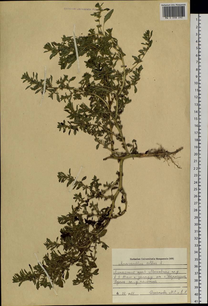 Amaranthus albus L., Siberia, Altai & Sayany Mountains (S2) (Russia)