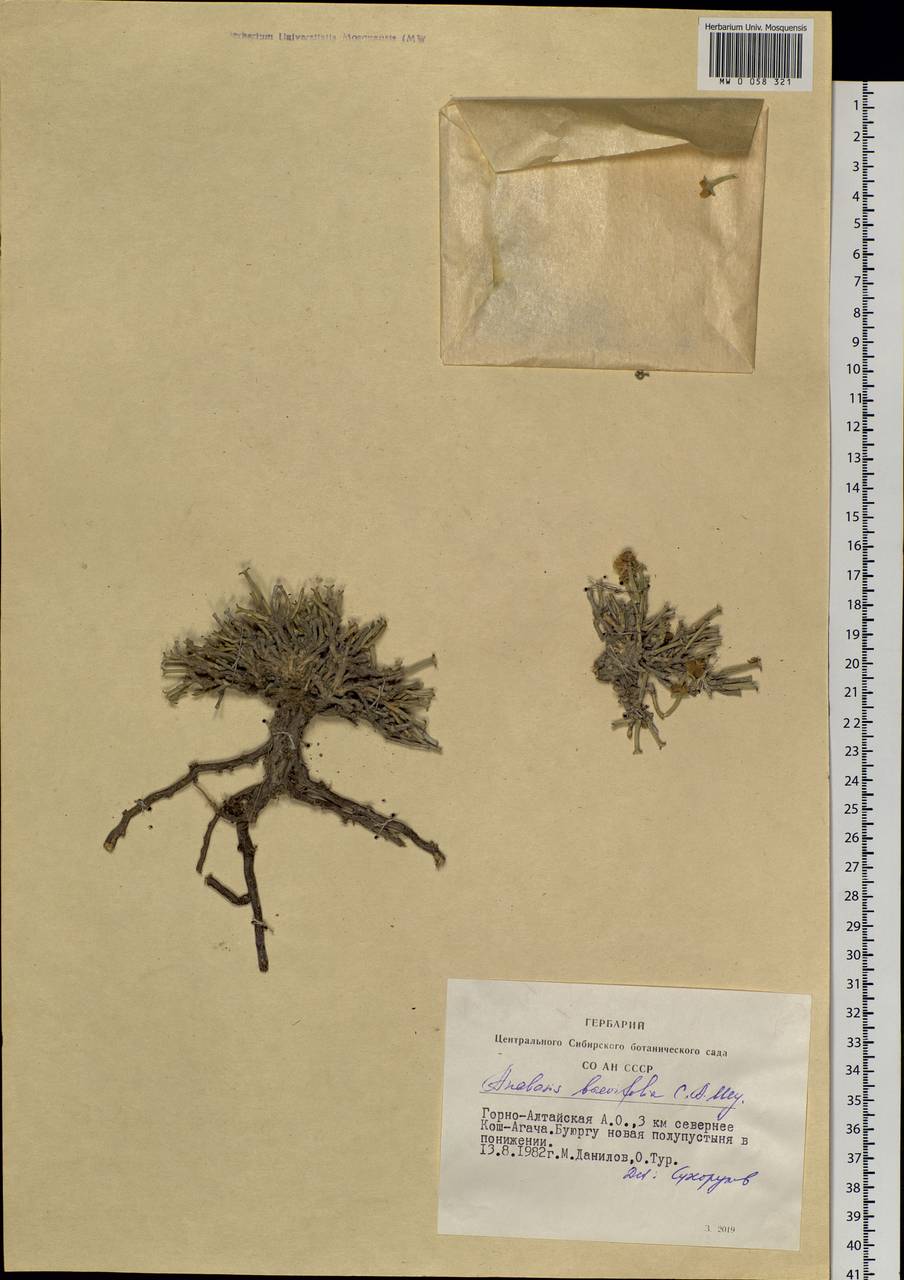 Anabasis brevifolia C. A. Mey., Siberia, Altai & Sayany Mountains (S2) (Russia)