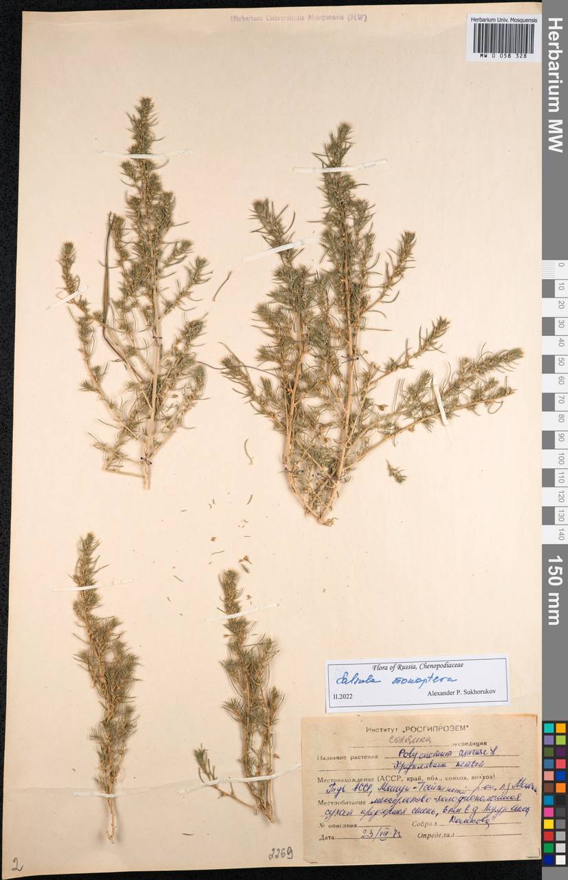 Salsola monoptera Bunge, Siberia, Altai & Sayany Mountains (S2) (Russia)