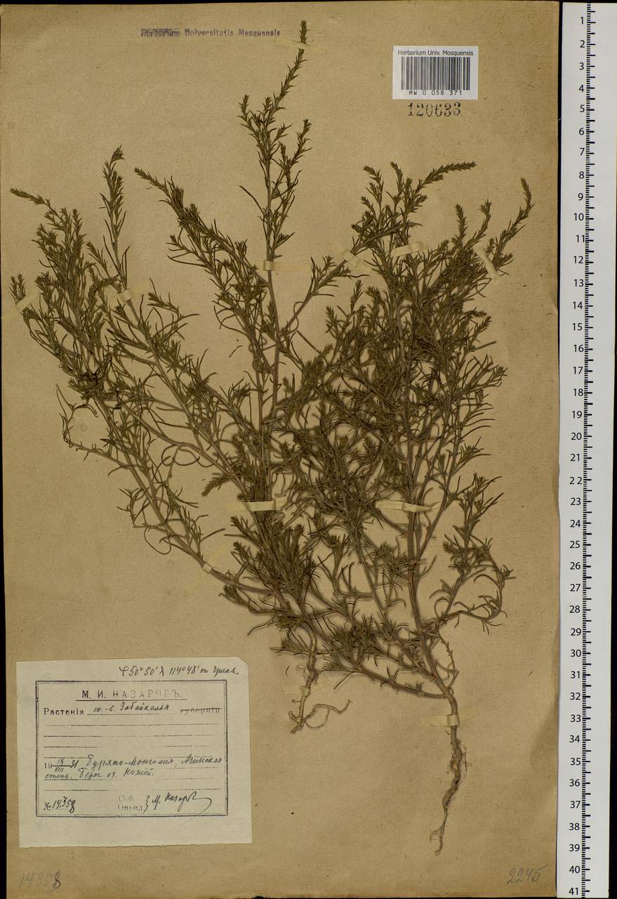 Salsola collina Pall., Siberia, Baikal & Transbaikal region (S4) (Russia)