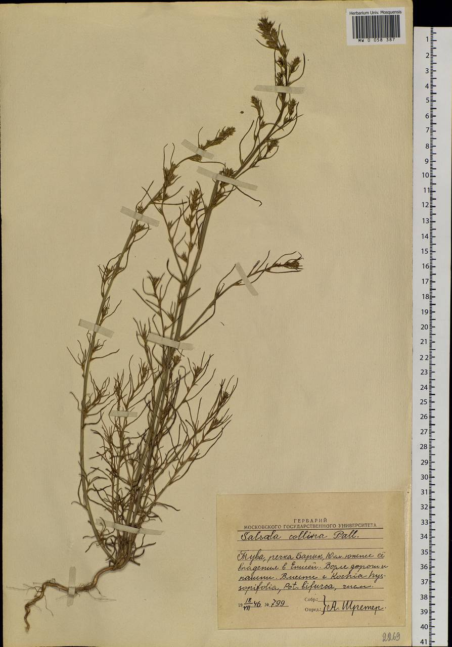 Salsola collina Pall., Siberia, Altai & Sayany Mountains (S2) (Russia)