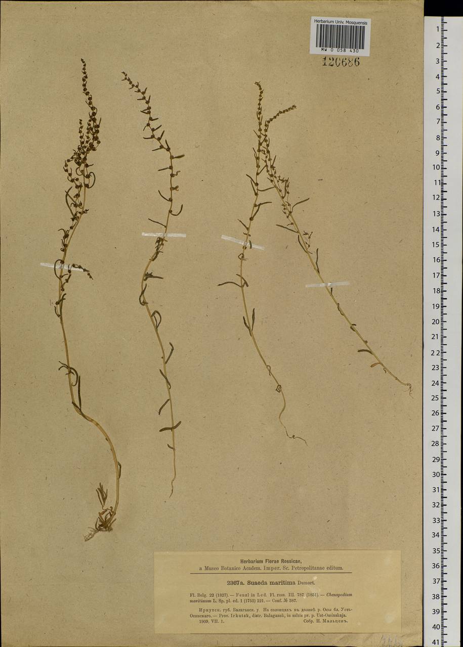 Suaeda maritima (L.) Dumort., Siberia, Baikal & Transbaikal region (S4) (Russia)