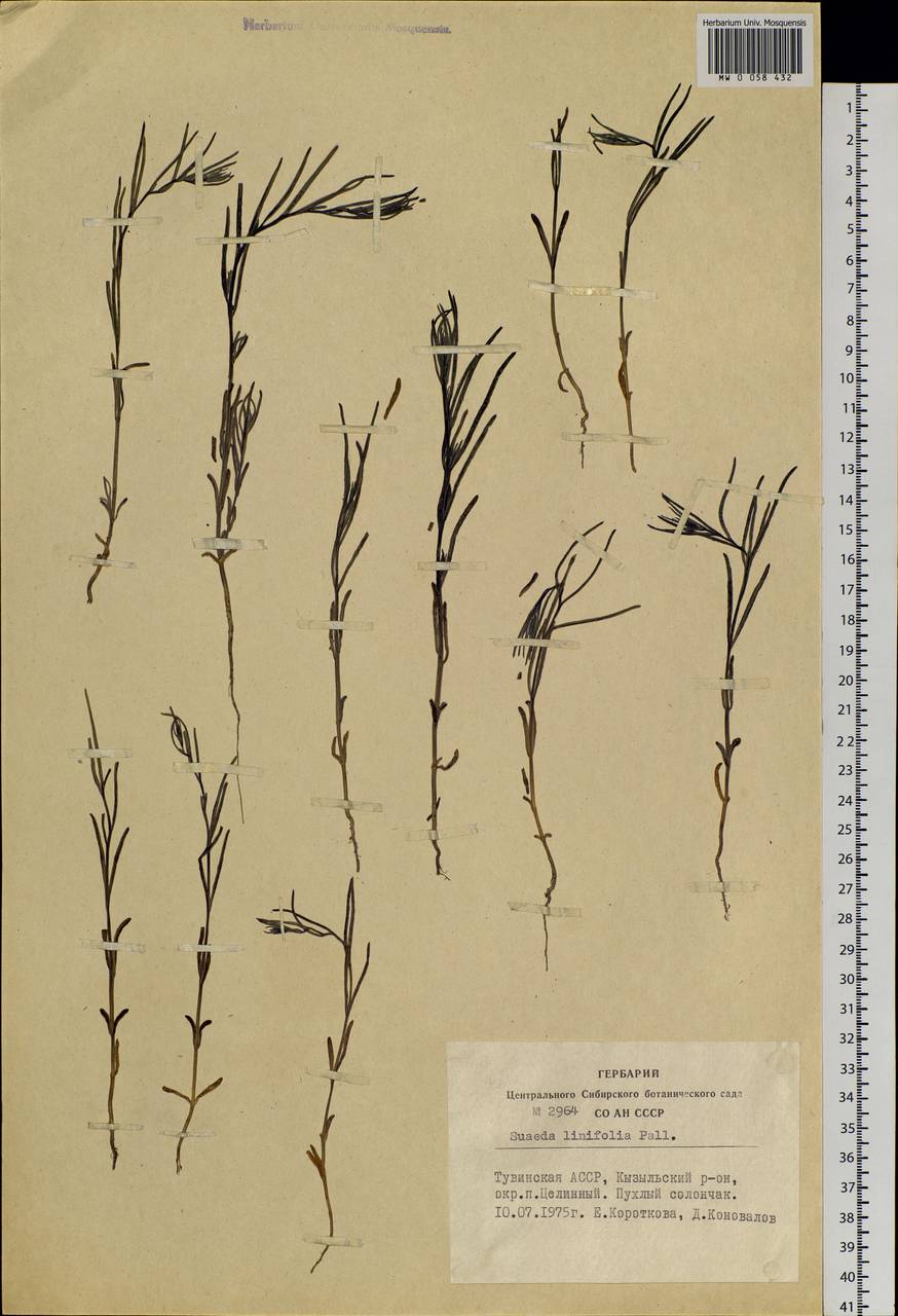 Suaeda linifolia Pall., Siberia, Altai & Sayany Mountains (S2) (Russia)