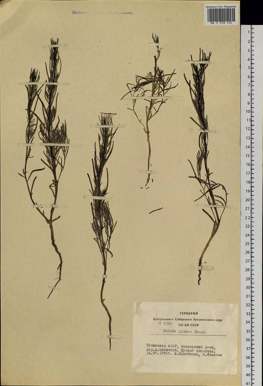 Suaeda glauca (Bunge) Bunge, Siberia, Altai & Sayany Mountains (S2) (Russia)