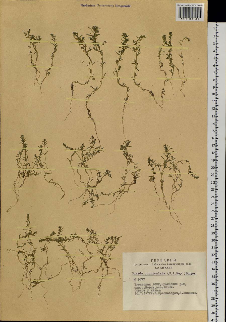 Suaeda corniculata (C. A. Mey.) Bunge, Siberia, Altai & Sayany Mountains (S2) (Russia)