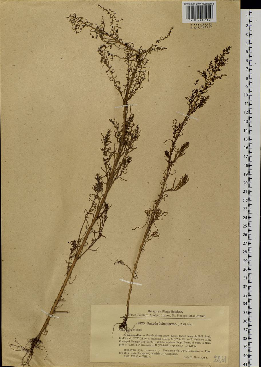 Suaeda altissima (L.) Pall., Siberia, Baikal & Transbaikal region (S4) (Russia)