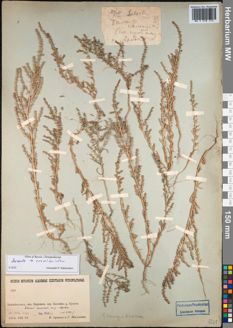 Suaeda corniculata (C. A. Mey.) Bunge, Siberia, Baikal & Transbaikal region (S4) (Russia)