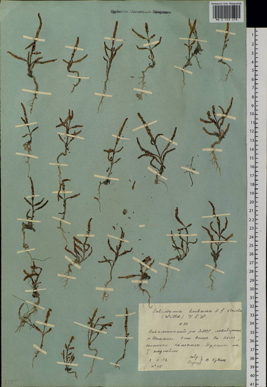 Salicornia europaea L., Siberia, Yakutia (S5) (Russia)