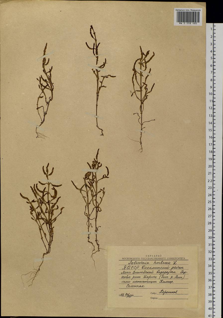 Salicornia europaea L., Siberia, Yakutia (S5) (Russia)