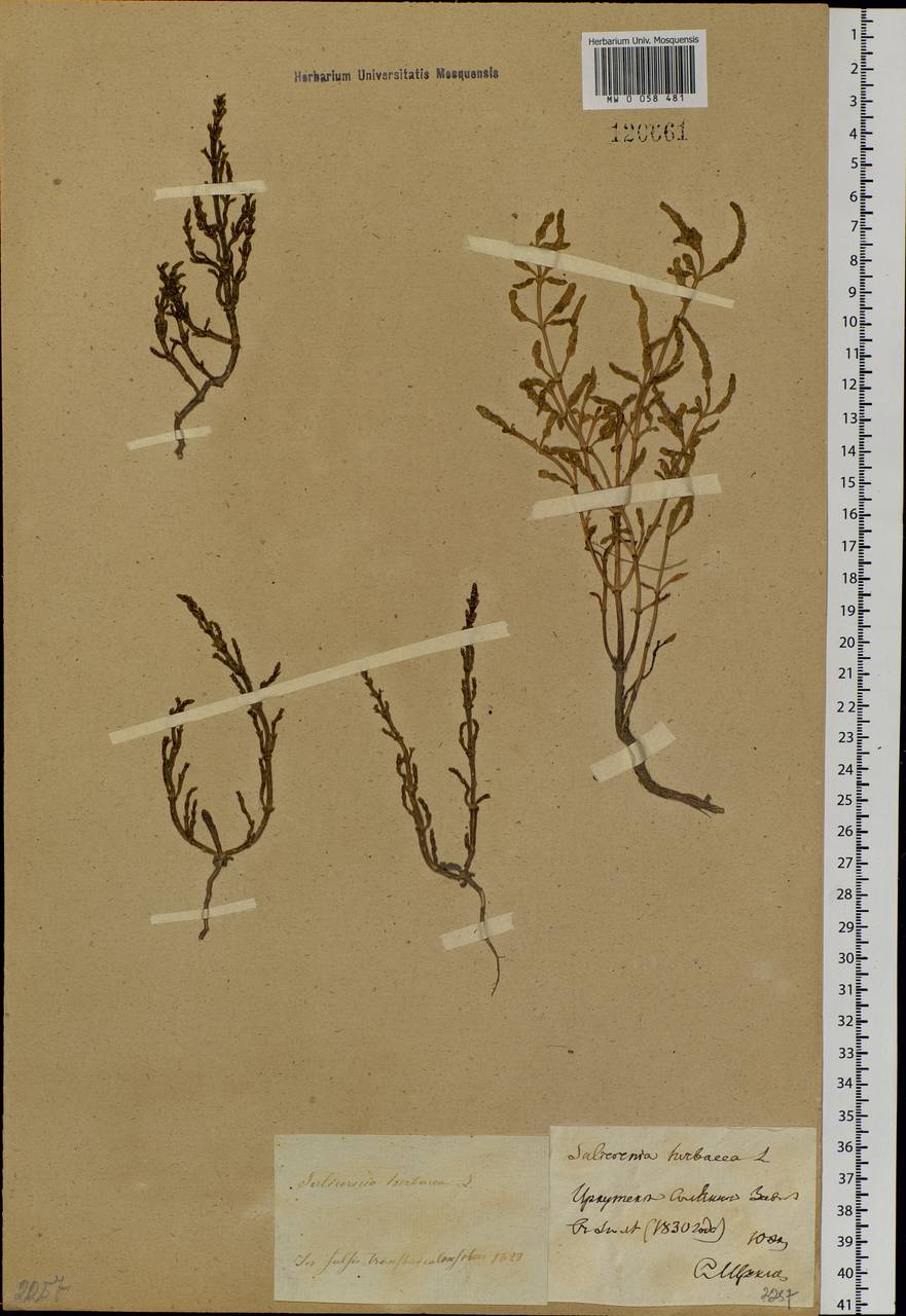 Salicornia europaea (Moss) Lambinon & Vanderp., Siberia, Baikal & Transbaikal region (S4) (Russia)