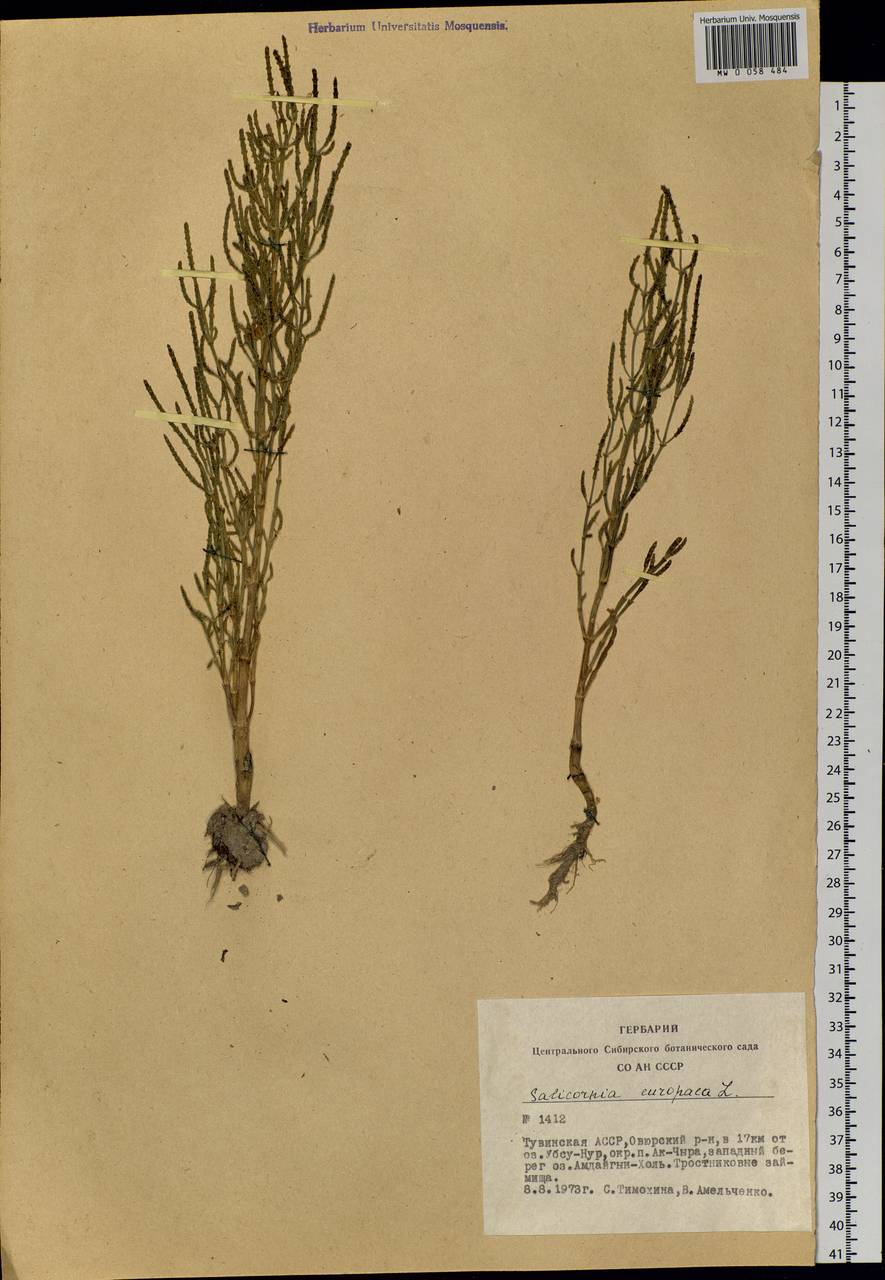 Salicornia europaea (Moss) Lambinon & Vanderp., Siberia, Altai & Sayany Mountains (S2) (Russia)