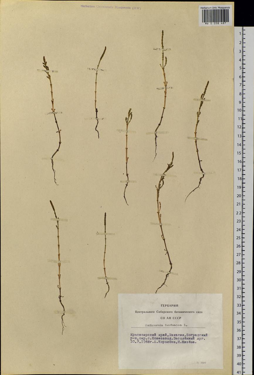 Salicornia europaea L., Siberia, Altai & Sayany Mountains (S2) (Russia)