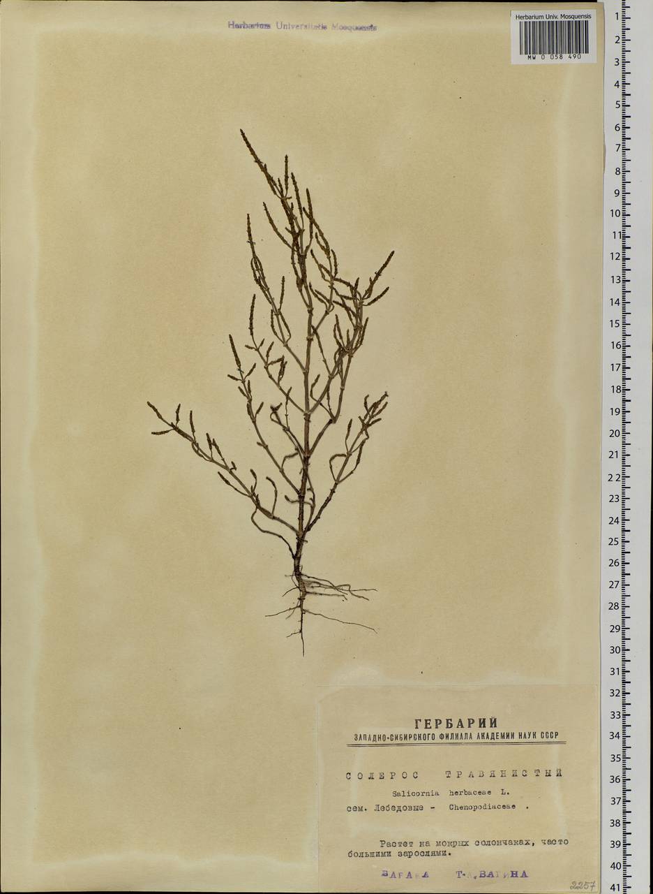 Salicornia europaea (Moss) Lambinon & Vanderp., Siberia, Western Siberia (S1) (Russia)