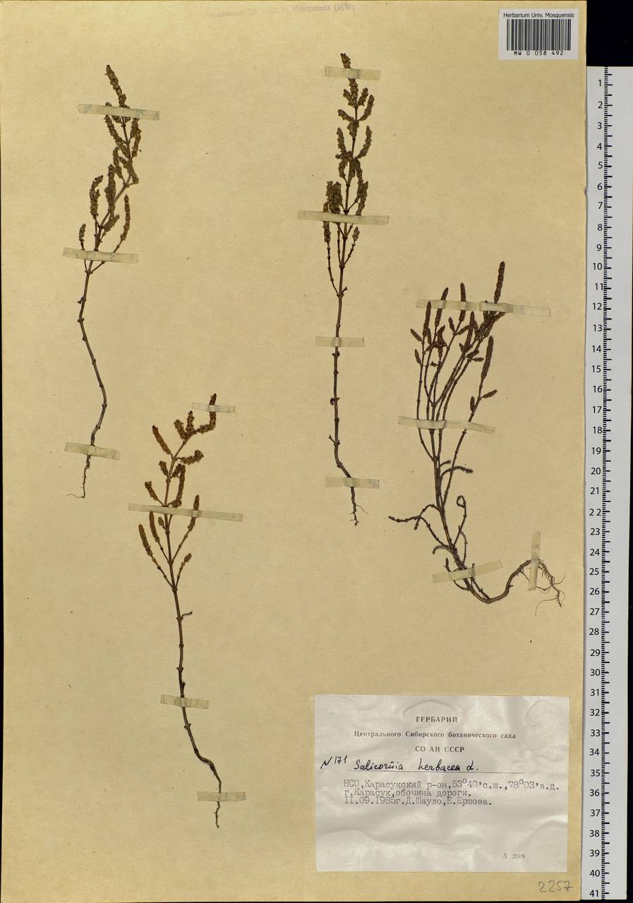 Salicornia europaea L., Siberia, Western Siberia (S1) (Russia)