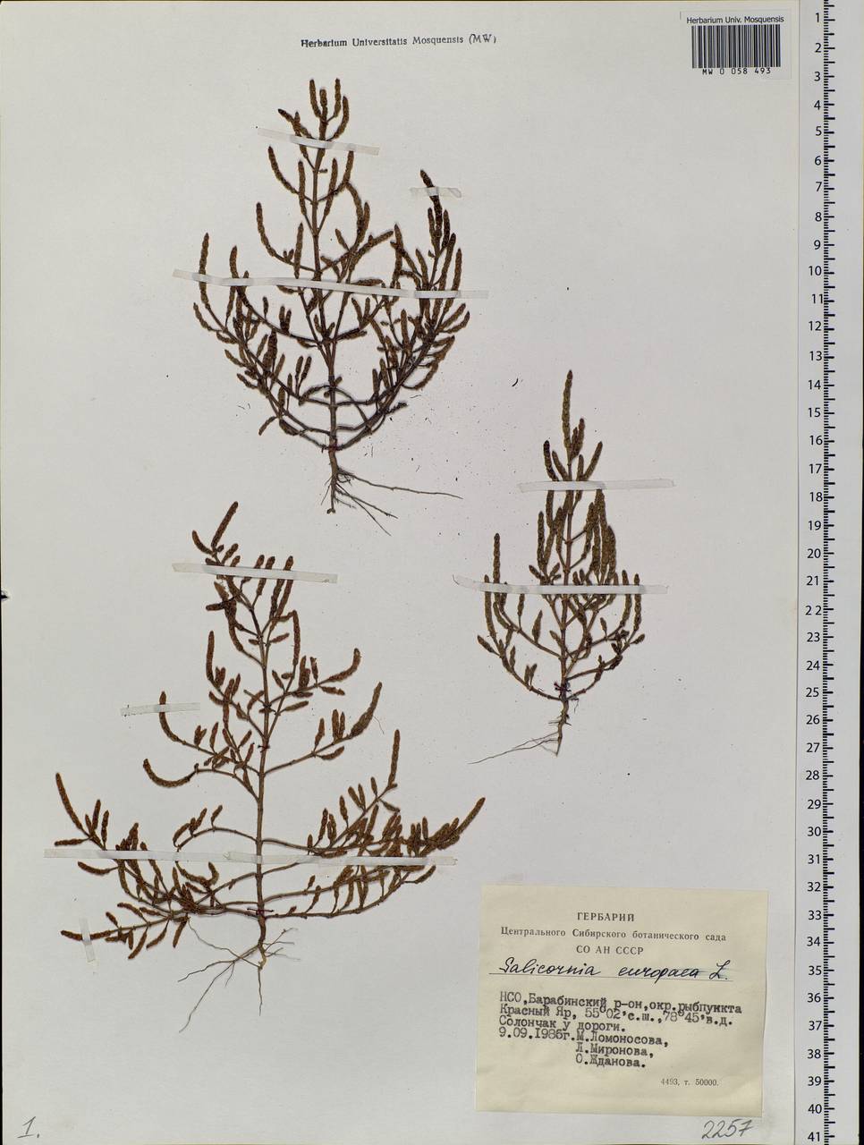 Salicornia europaea L., Siberia, Western Siberia (S1) (Russia)