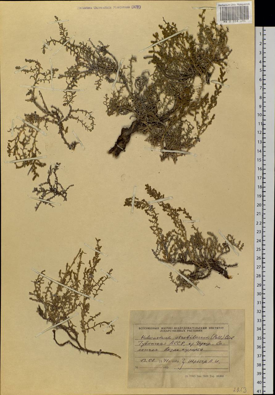 Halocnemum strobilaceum (Pall.) M. Bieb., Siberia, Altai & Sayany Mountains (S2) (Russia)