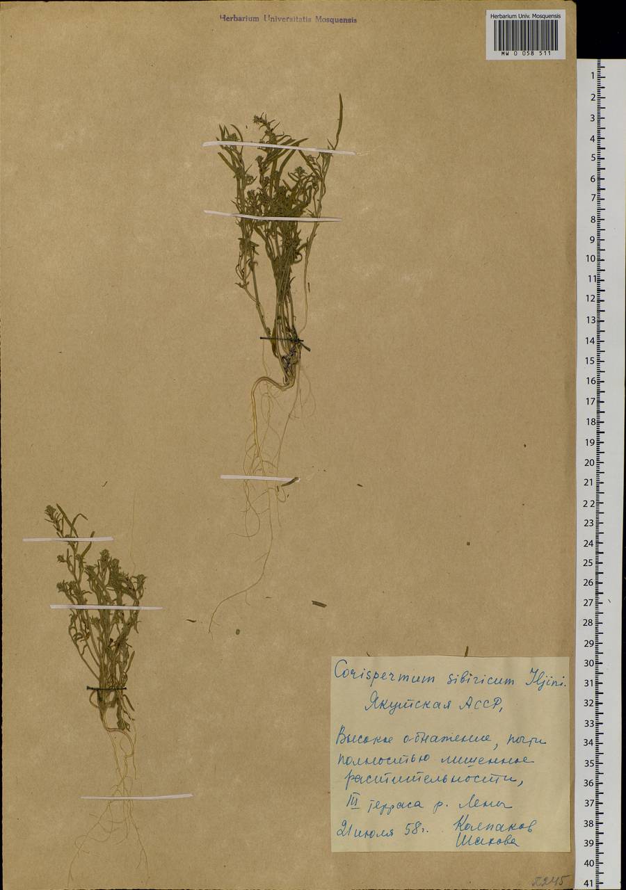 Corispermum sibiricum Iljin, Siberia, Yakutia (S5) (Russia)