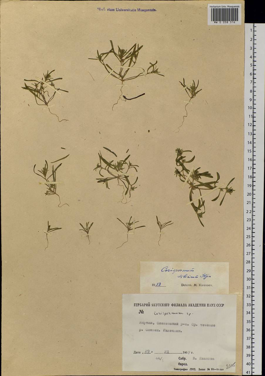 Corispermum sibiricum Iljin, Siberia, Yakutia (S5) (Russia)
