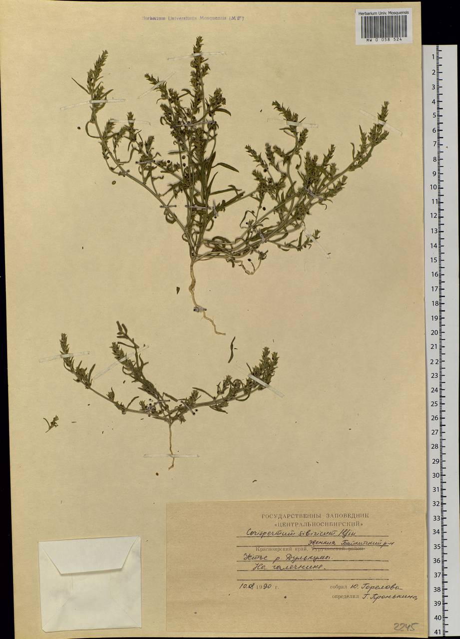 Corispermum sibiricum Iljin, Siberia, Central Siberia (S3) (Russia)