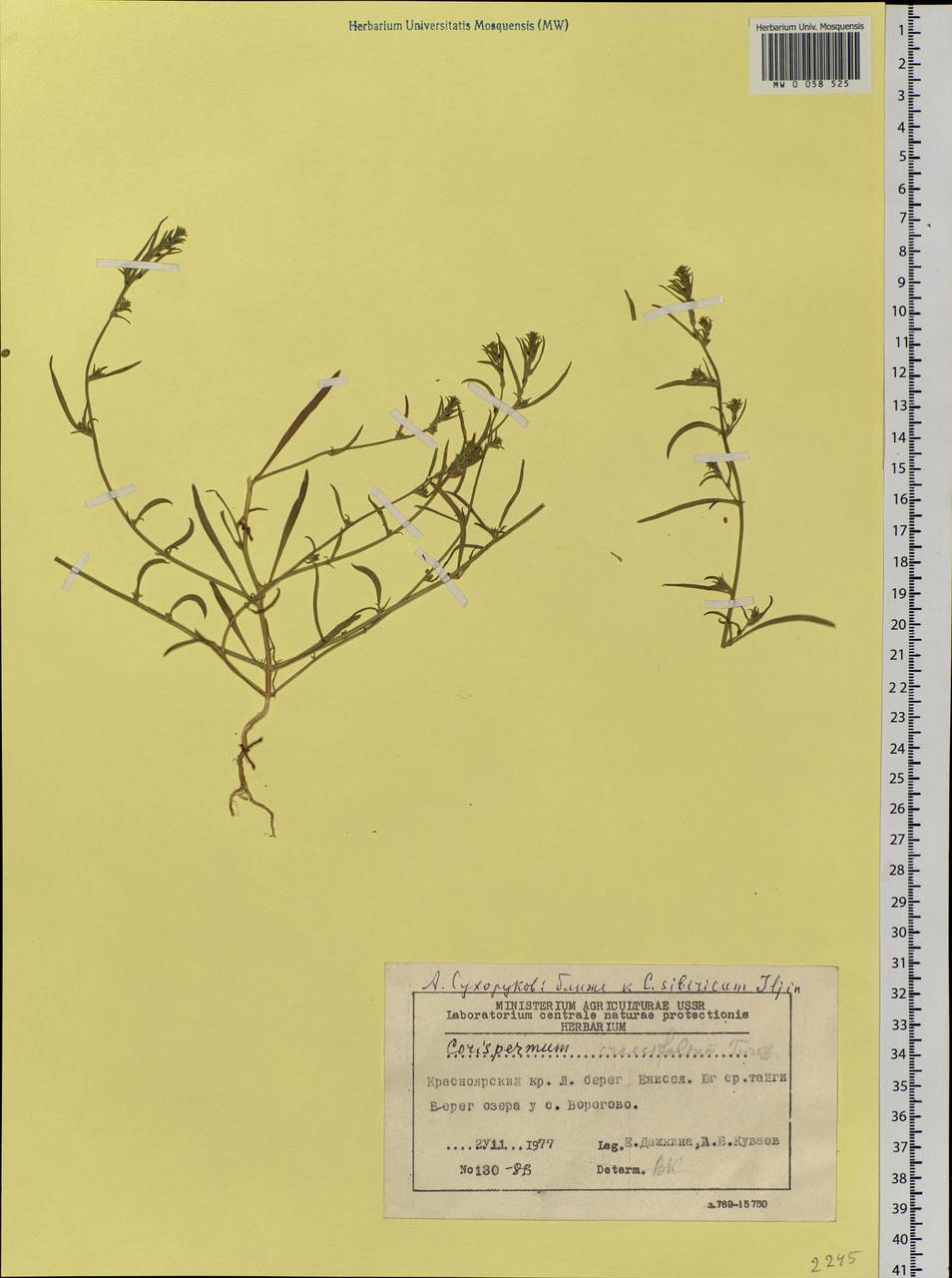 Corispermum sibiricum Iljin, Siberia, Central Siberia (S3) (Russia)