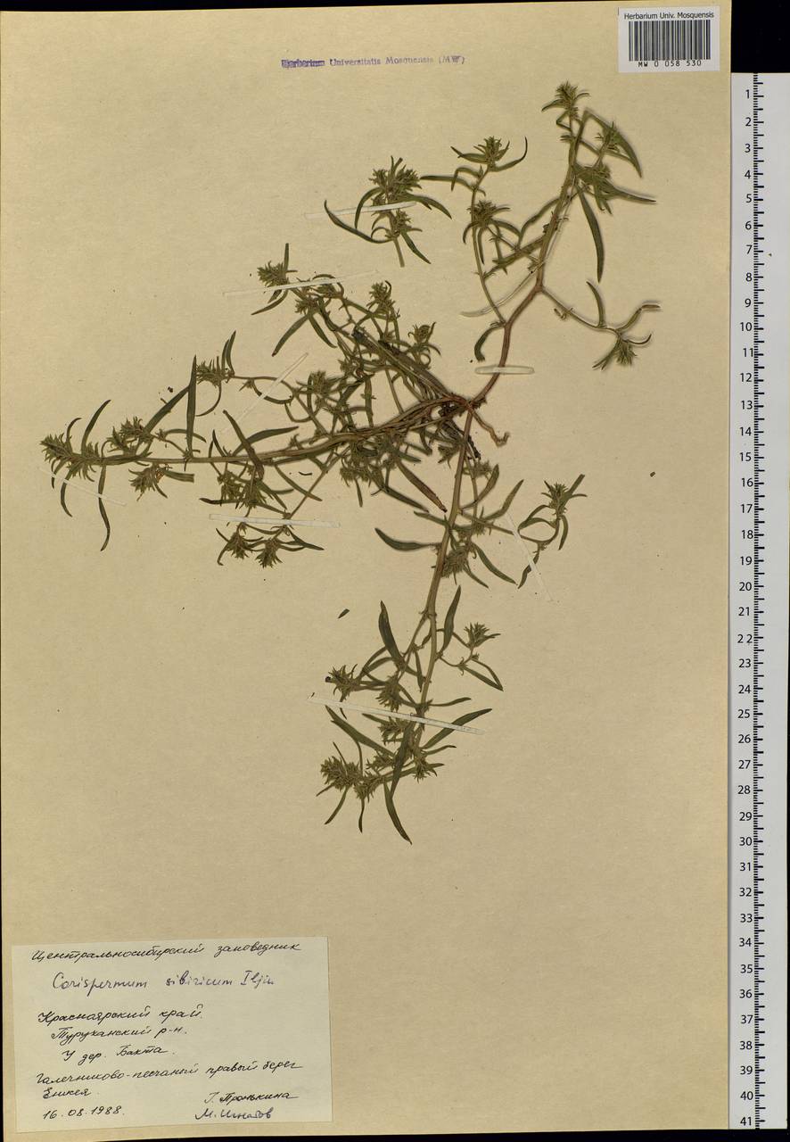 Corispermum sibiricum Iljin, Siberia, Central Siberia (S3) (Russia)