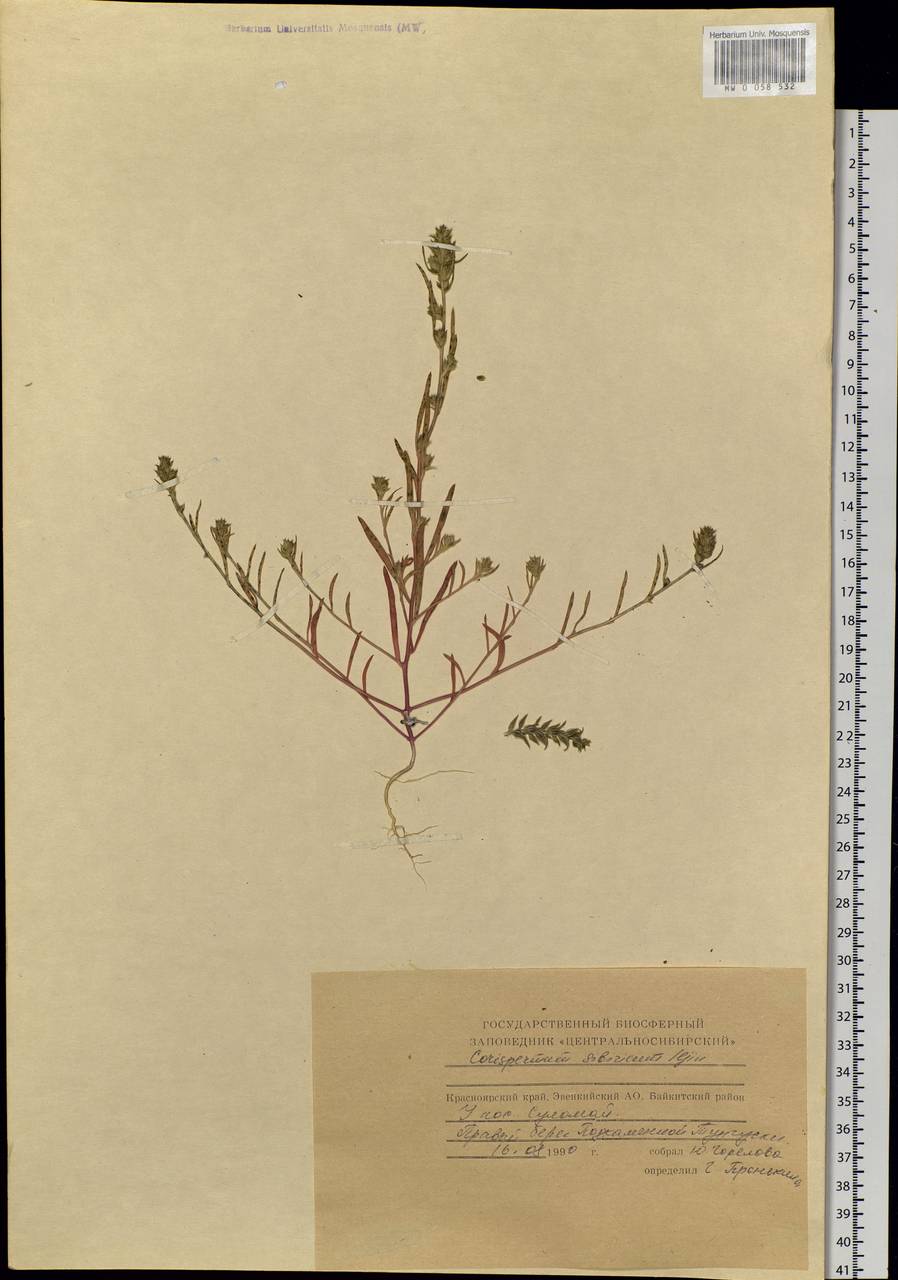 Corispermum sibiricum Iljin, Siberia, Central Siberia (S3) (Russia)