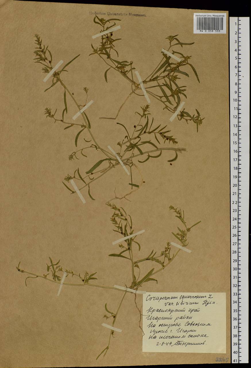 Corispermum sibiricum Iljin, Siberia, Central Siberia (S3) (Russia)
