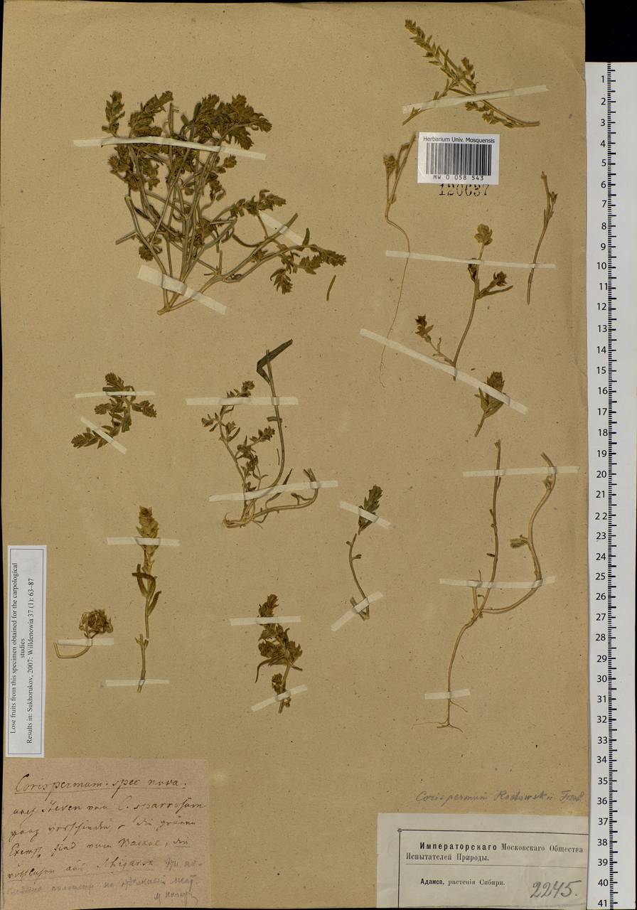 Corispermum redowskii Fisch., Siberia, Baikal & Transbaikal region (S4) (Russia)