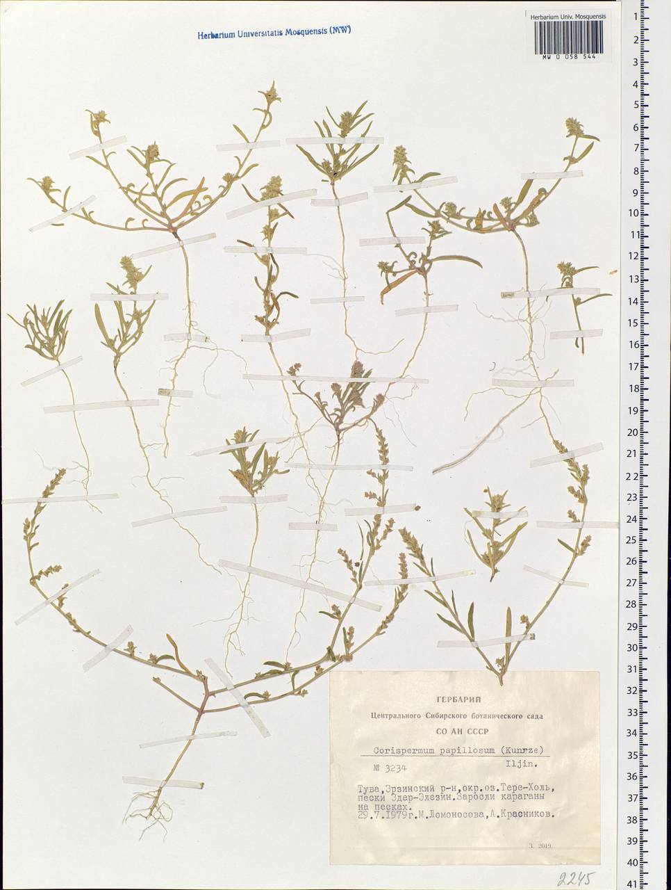 Corispermum papillosum (Kuntze) Iljin, Siberia, Altai & Sayany Mountains (S2) (Russia)