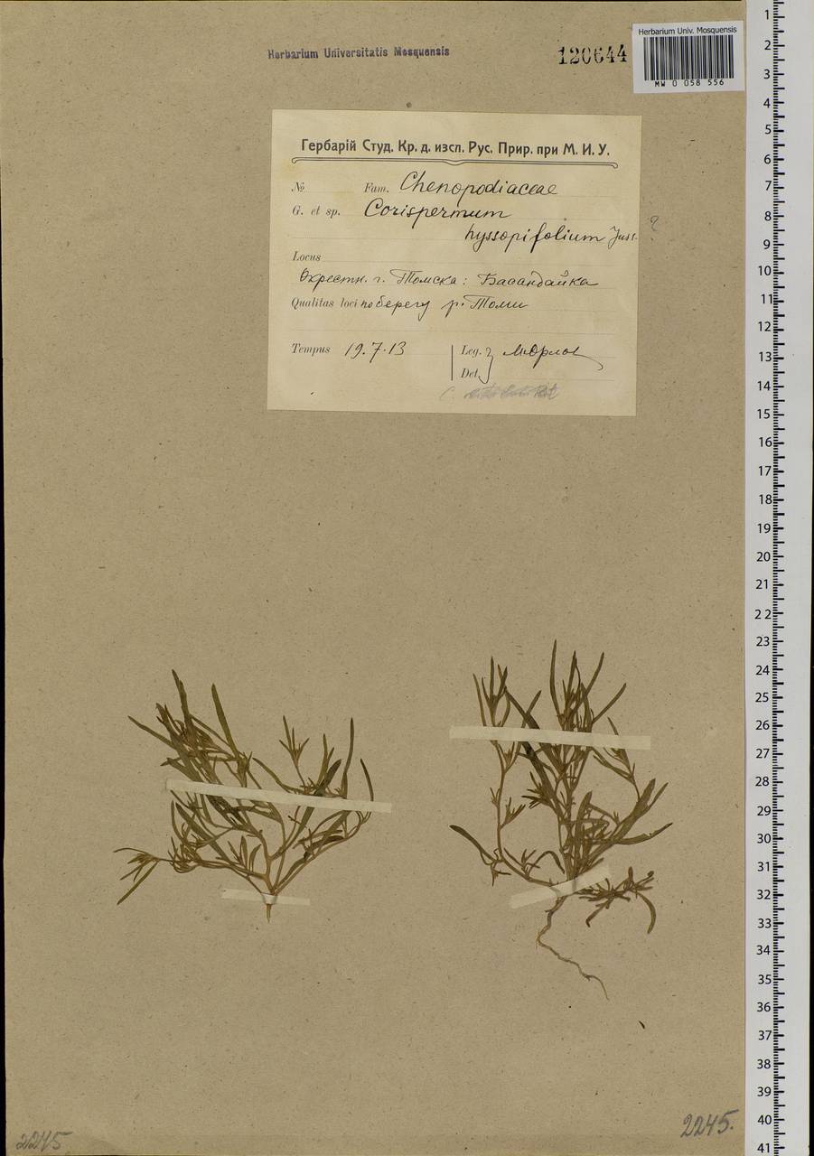 Corispermum hyssopifolium L., Siberia, Western Siberia (S1) (Russia)