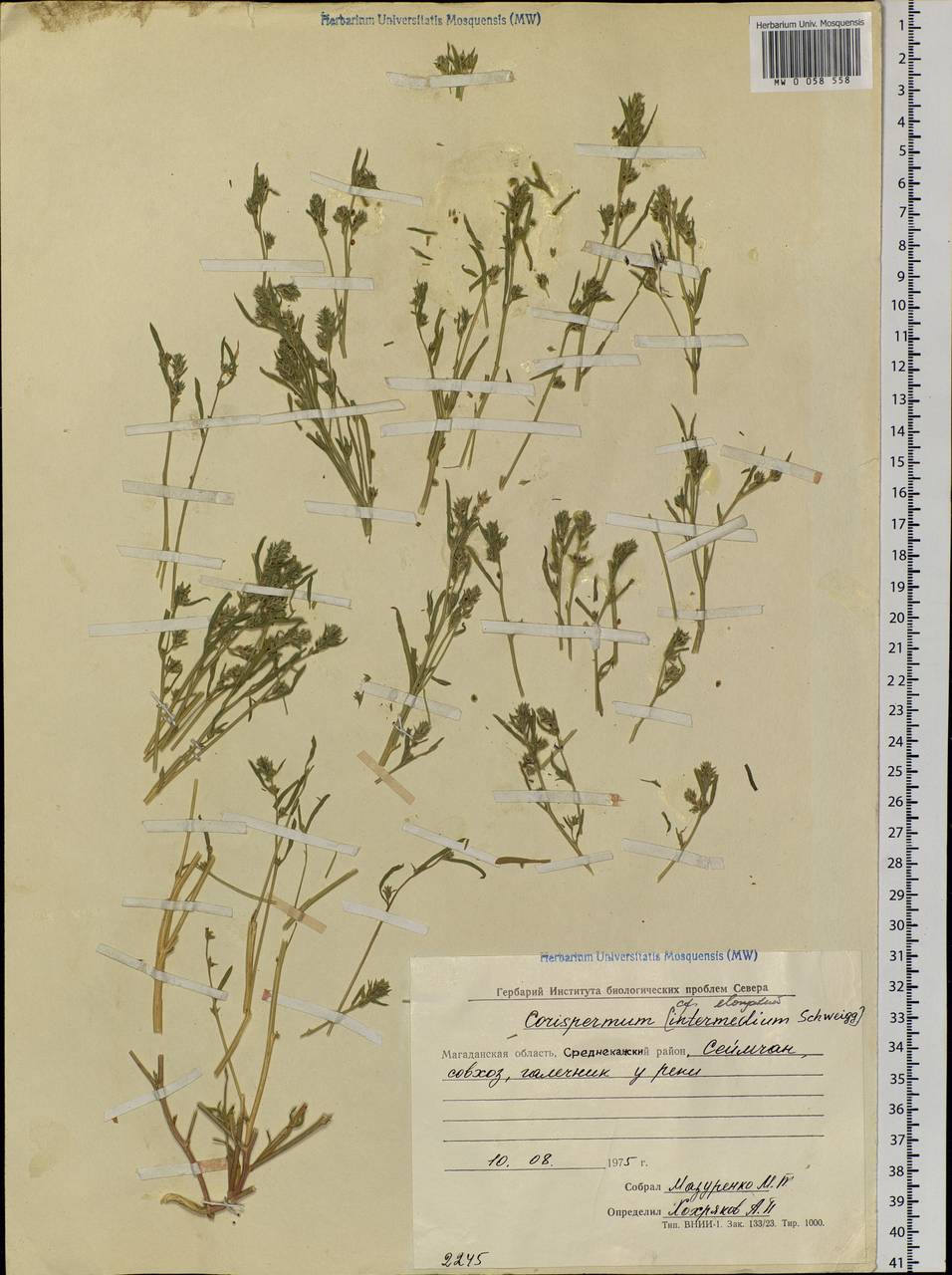 Corispermum elongatum Bunge, Siberia, Chukotka & Kamchatka (S7) (Russia)