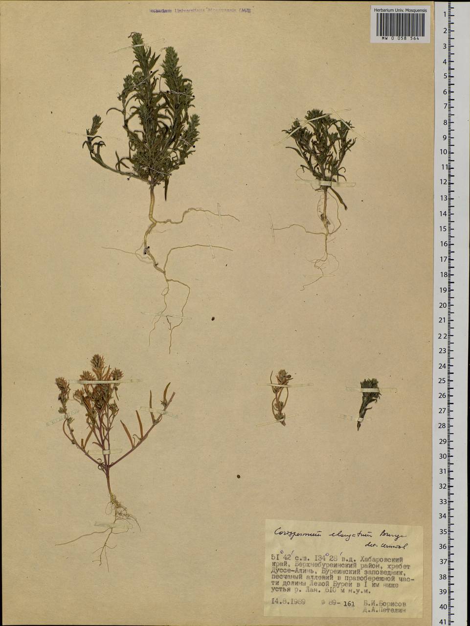 Corispermum elongatum Bunge, Siberia, Russian Far East (S6) (Russia)