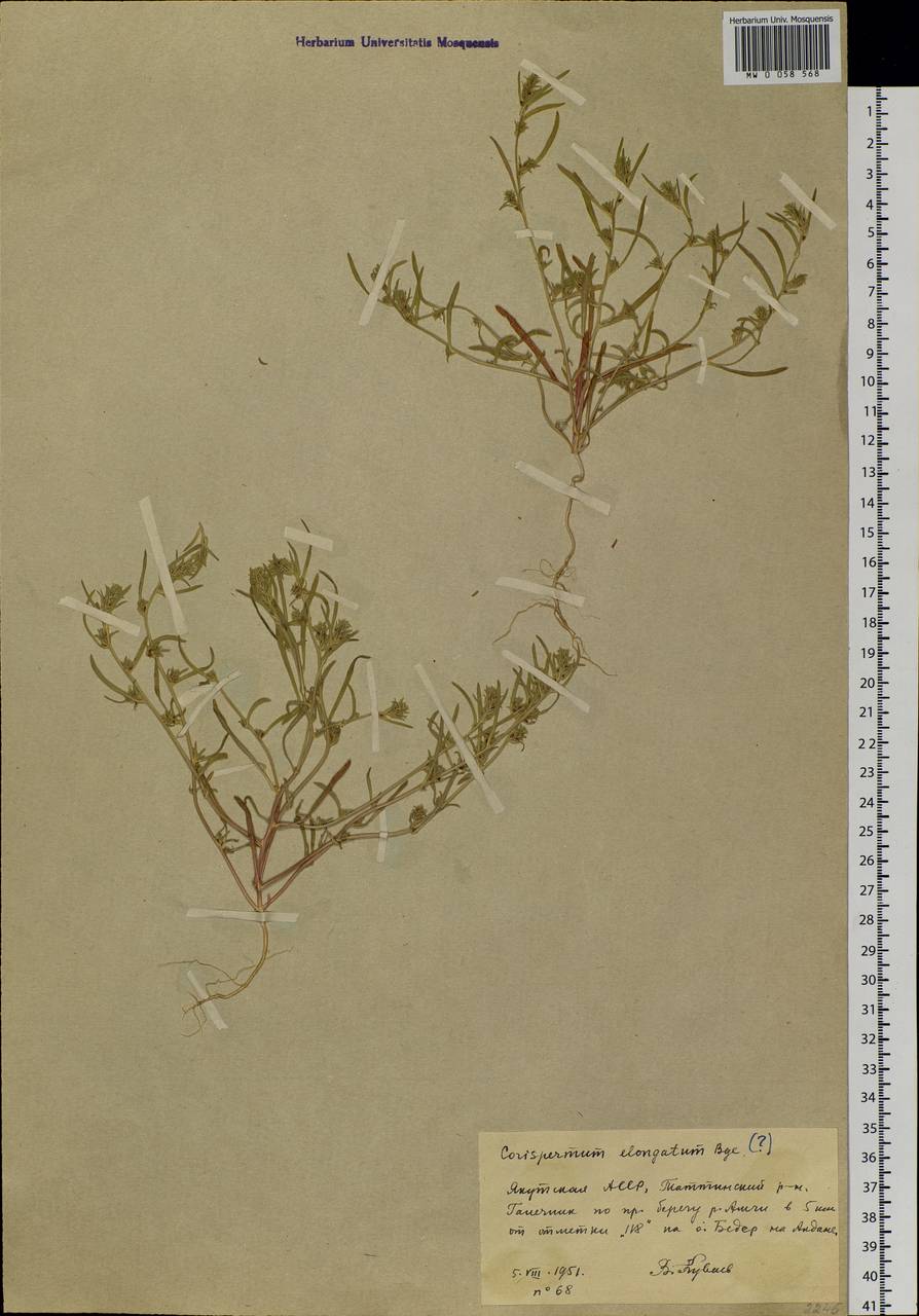 Corispermum elongatum Bunge, Siberia, Yakutia (S5) (Russia)