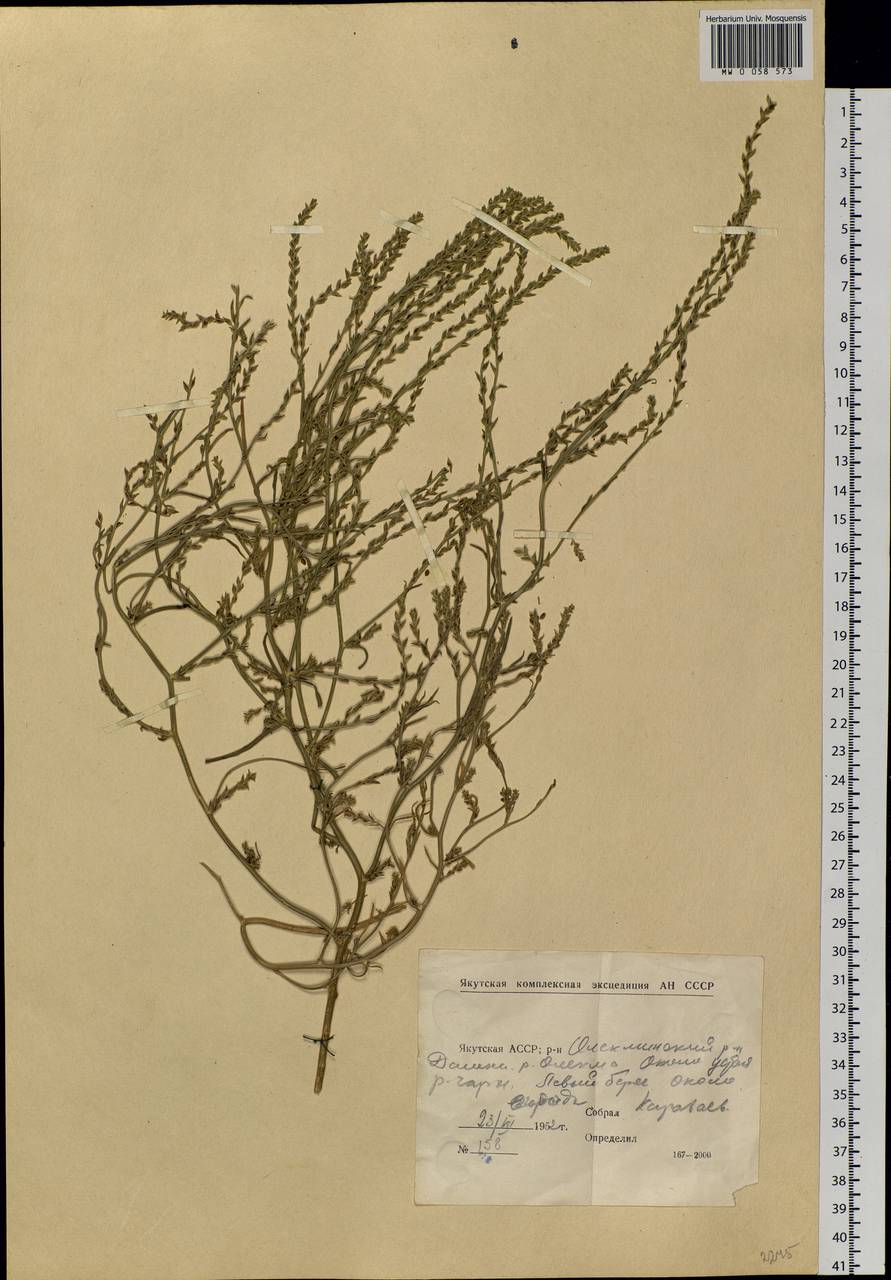 Corispermum declinatum Steph. ex Stev., Siberia, Yakutia (S5) (Russia)