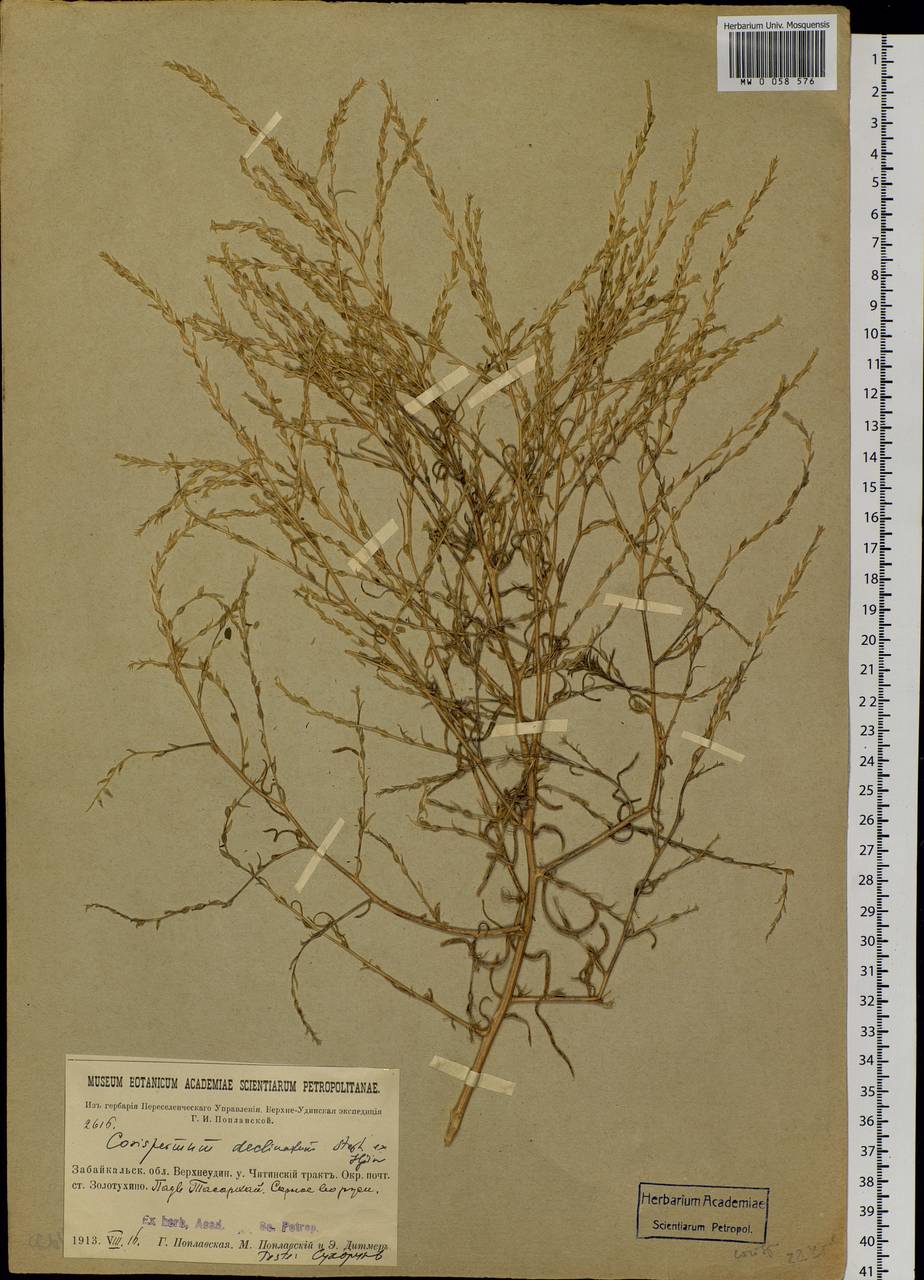 Corispermum declinatum Steph. ex Stev., Siberia, Baikal & Transbaikal region (S4) (Russia)