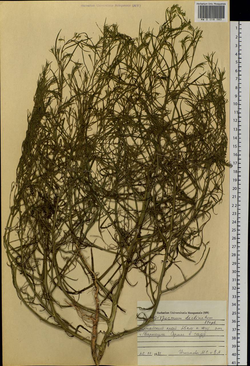 Corispermum declinatum Steph. ex Stev., Siberia, Altai & Sayany Mountains (S2) (Russia)