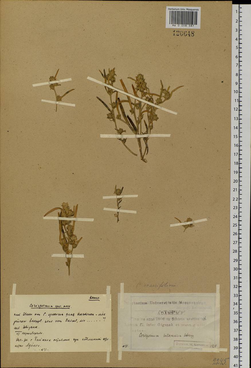 Corispermum crassifolium Turcz., Siberia, Yakutia (S5) (Russia)