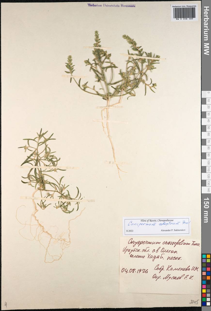 Corispermum ulopterum Fenzl ex Ledeb., Siberia, Baikal & Transbaikal region (S4) (Russia)