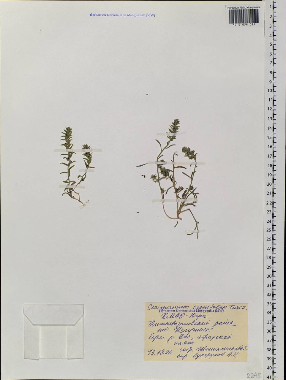 Corispermum crassifolium Turcz., Siberia, Western Siberia (S1) (Russia)