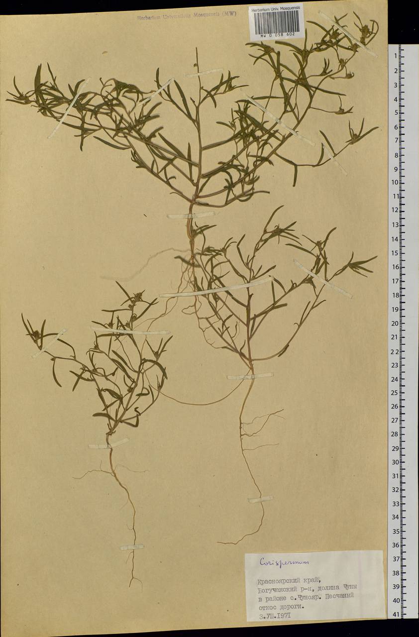 Corispermum, Siberia, Central Siberia (S3) (Russia)