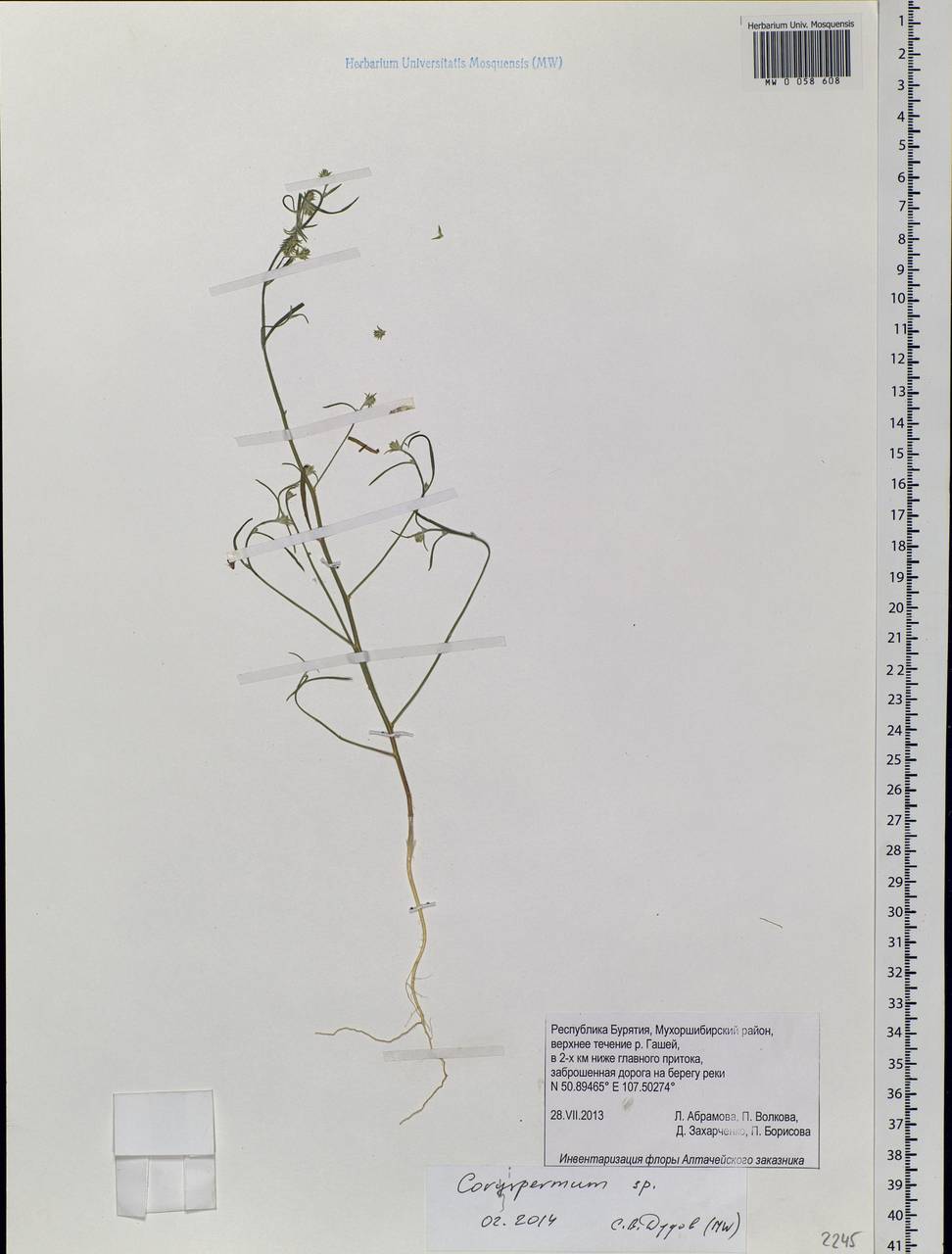 Corispermum, Siberia, Baikal & Transbaikal region (S4) (Russia)