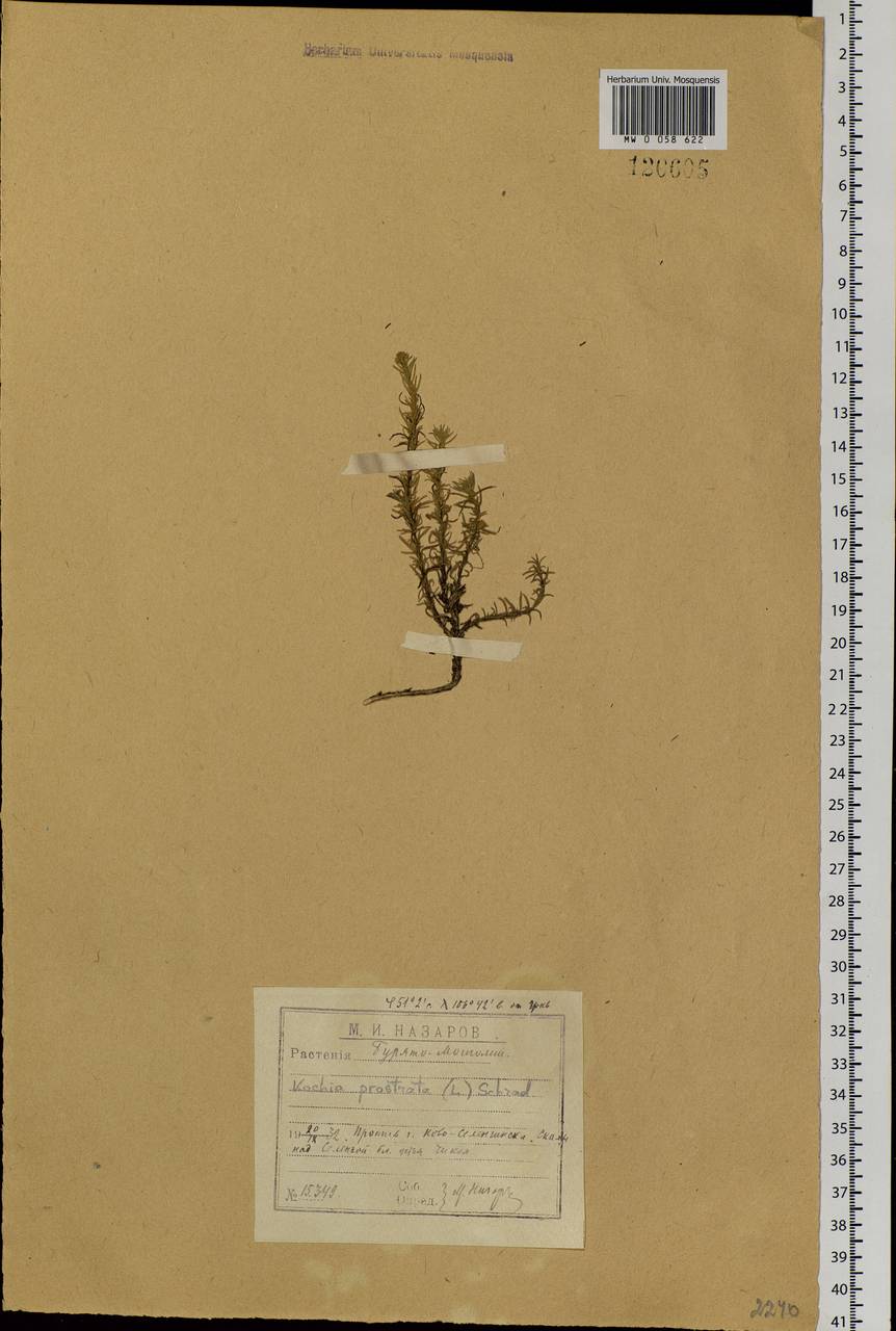 Bassia prostrata (L.) Beck, Siberia, Baikal & Transbaikal region (S4) (Russia)