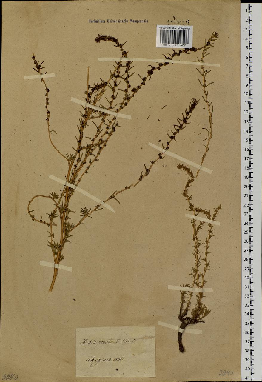 Bassia prostrata (L.) Beck, Siberia, Baikal & Transbaikal region (S4) (Russia)