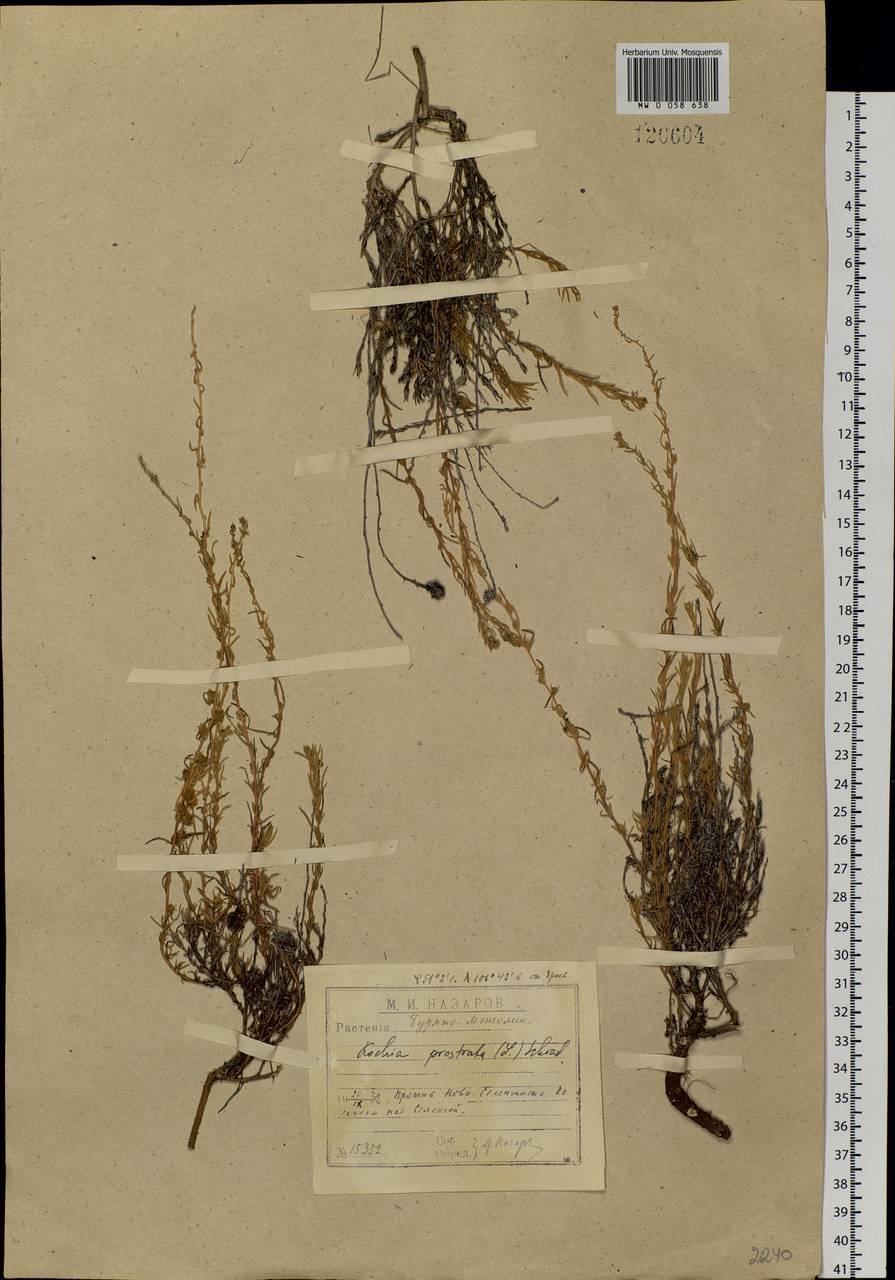 Bassia prostrata (L.) Beck, Siberia, Baikal & Transbaikal region (S4) (Russia)