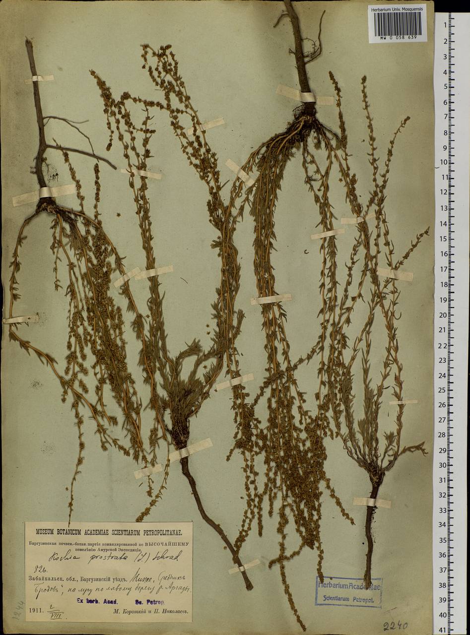 Bassia prostrata (L.) Beck, Siberia, Baikal & Transbaikal region (S4) (Russia)