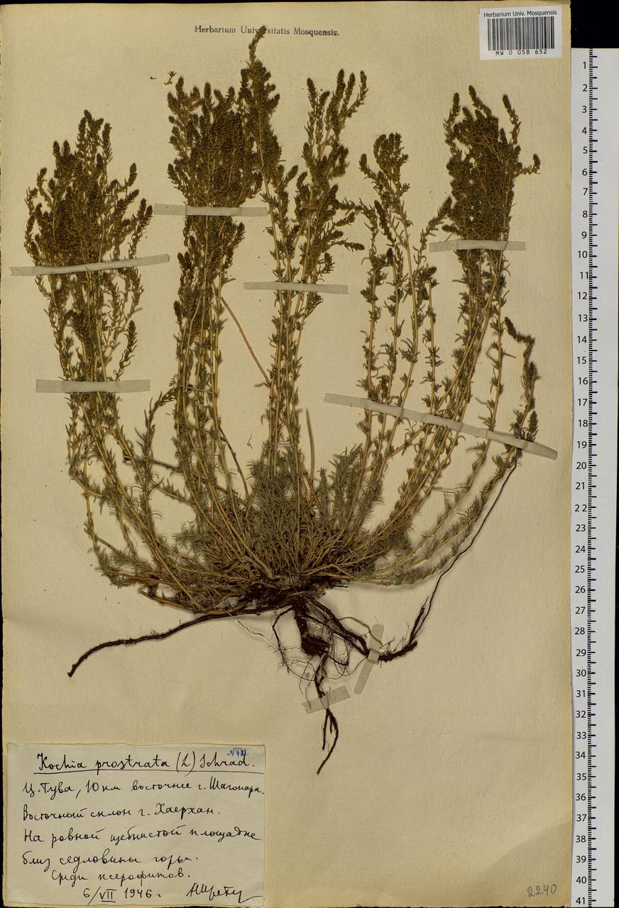 Bassia prostrata (L.) Beck, Siberia, Altai & Sayany Mountains (S2) (Russia)