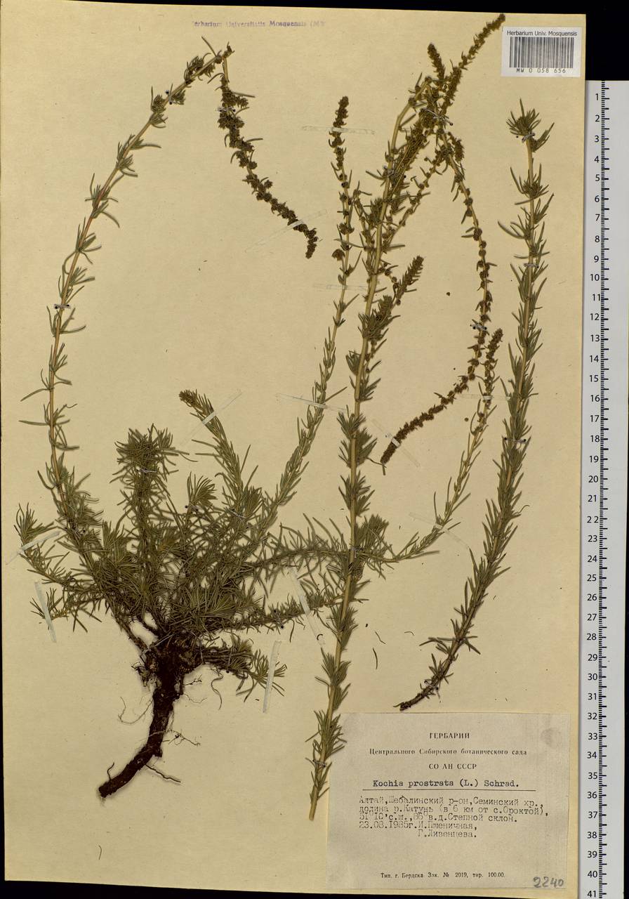 Bassia prostrata (L.) Beck, Siberia, Altai & Sayany Mountains (S2) (Russia)