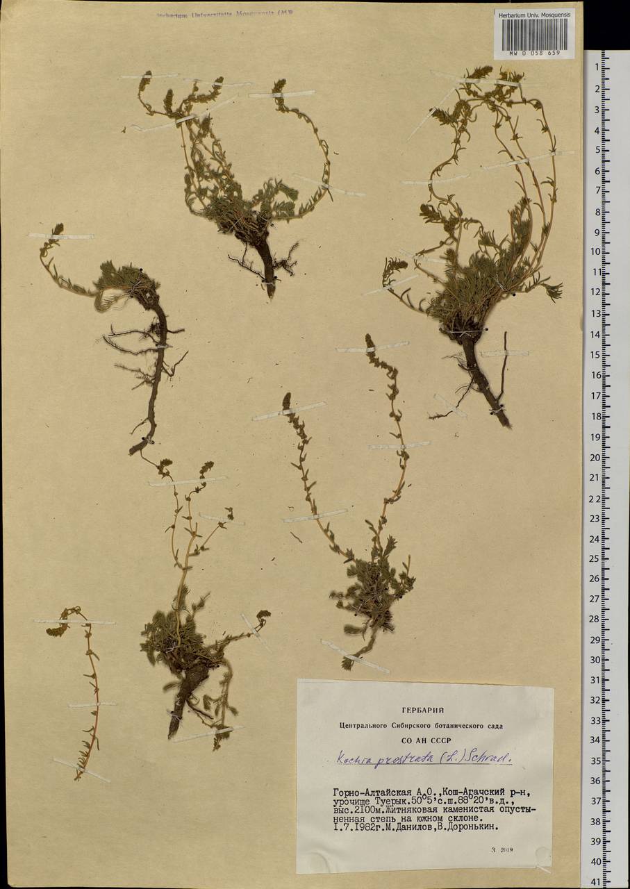 Bassia prostrata (L.) Beck, Siberia, Altai & Sayany Mountains (S2) (Russia)