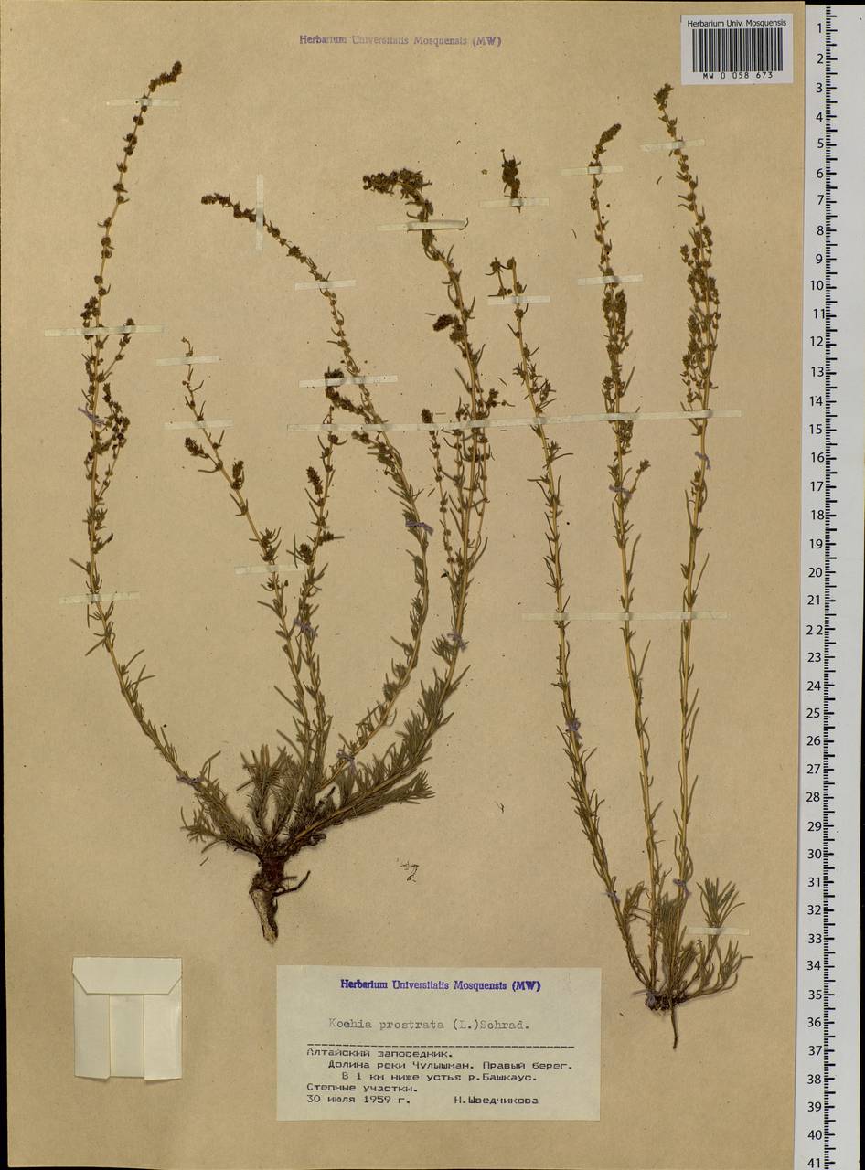 Bassia prostrata (L.) Beck, Siberia, Altai & Sayany Mountains (S2) (Russia)