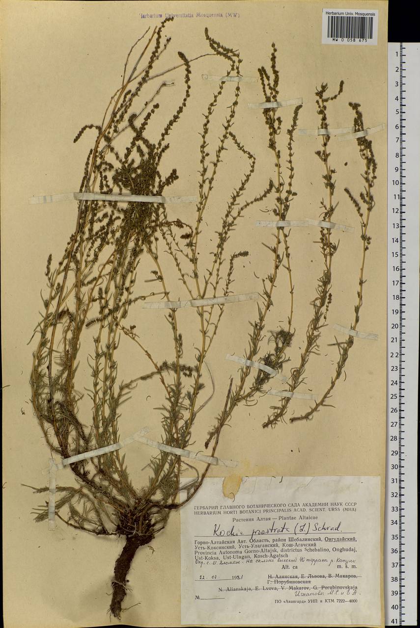 Bassia prostrata (L.) Beck, Siberia, Altai & Sayany Mountains (S2) (Russia)